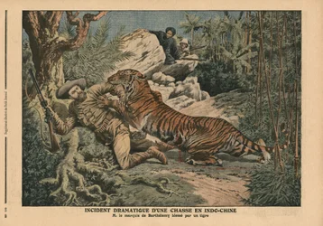 Marquis von Barthelemy von einem Tiger verwundet, Illustration aus 